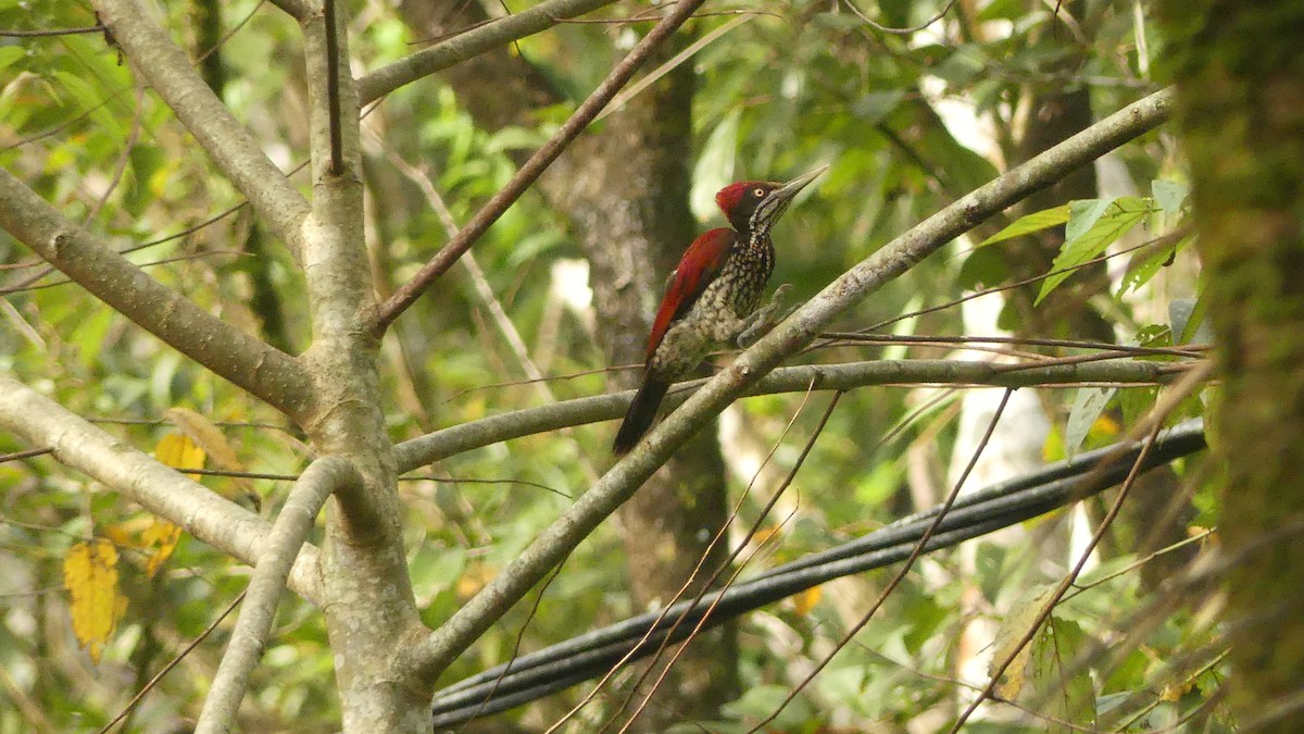 Crimson-backed Flameback - Gabriel  Couroussé