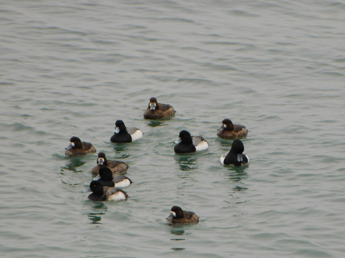 Greater Scaup - ML614934165