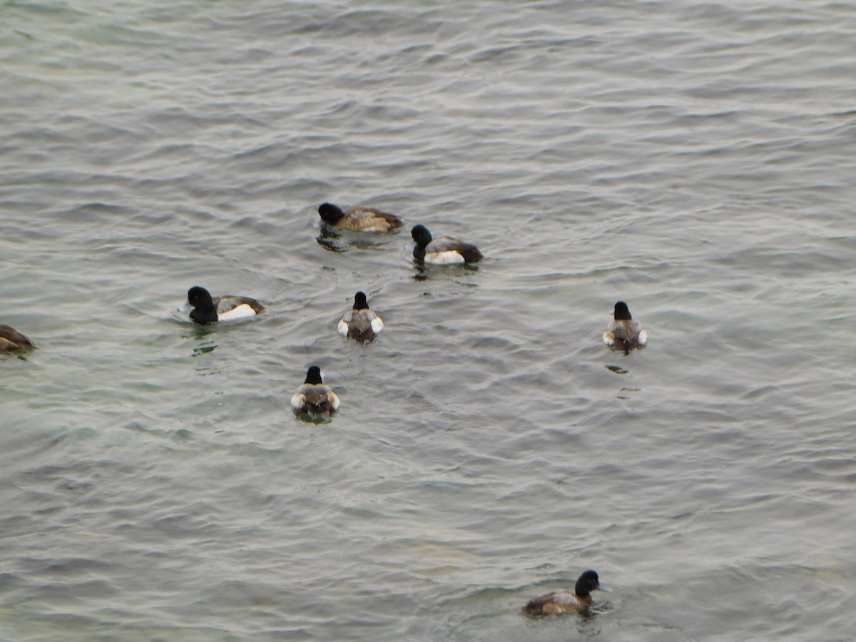 Greater Scaup - ML614934166