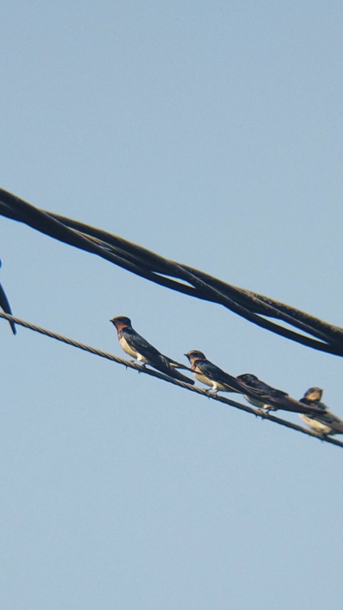 Barn Swallow - ML614934225