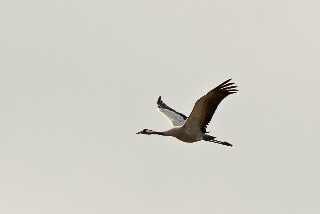 Common Crane - Radek Papranec