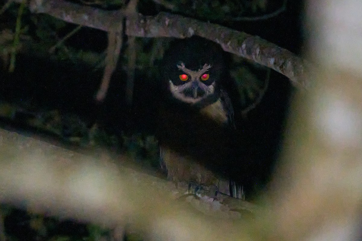 Spectacled Owl - ML614934277