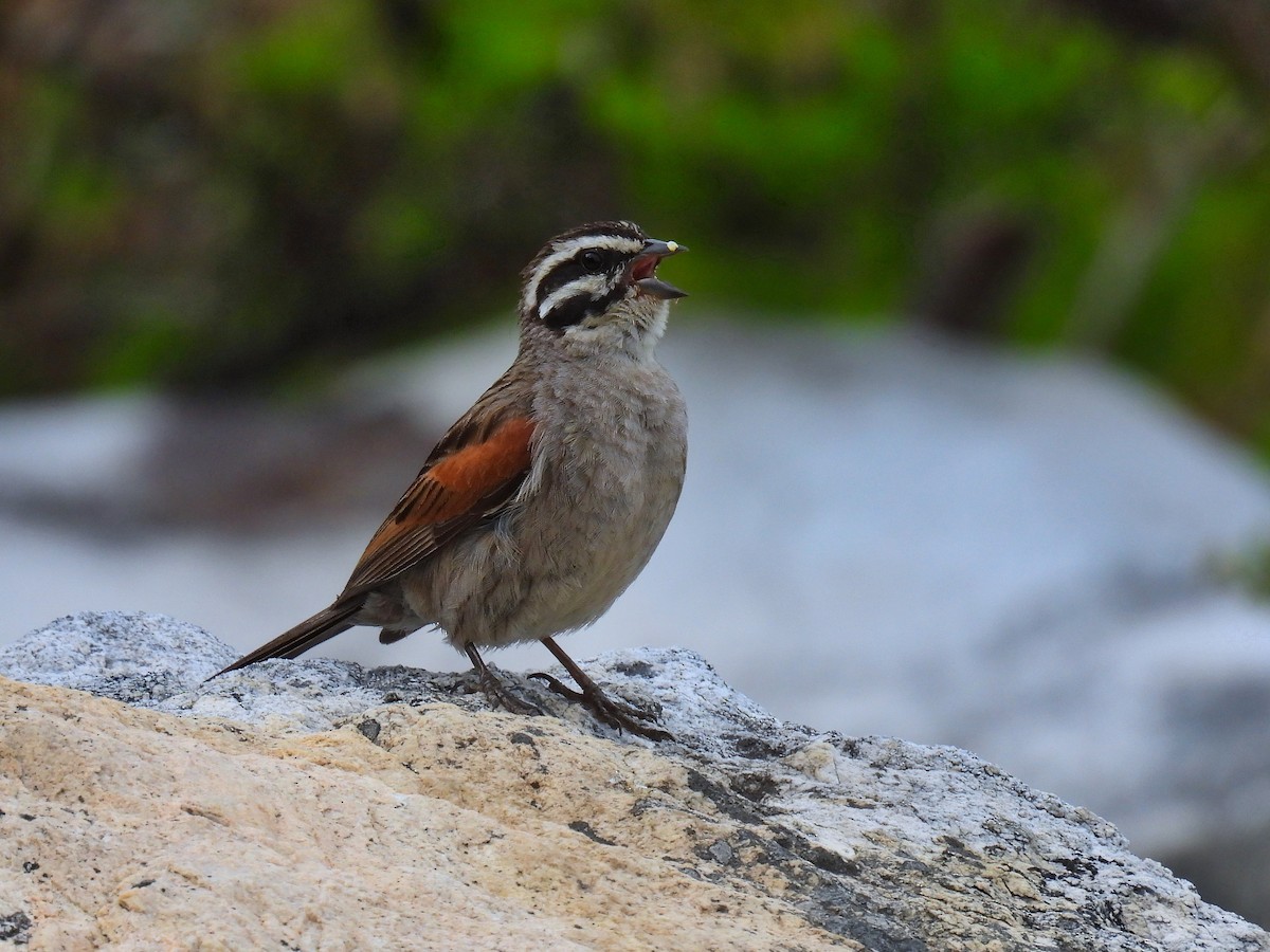 Cape Bunting - ML614934346