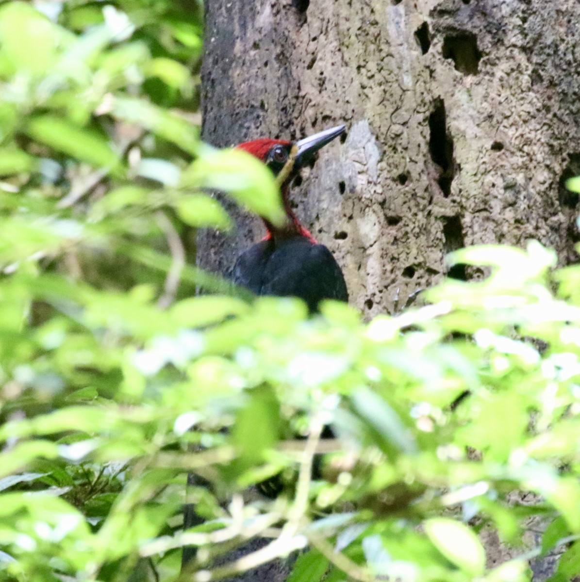 Crimson-bellied Woodpecker - Mike O'Malley