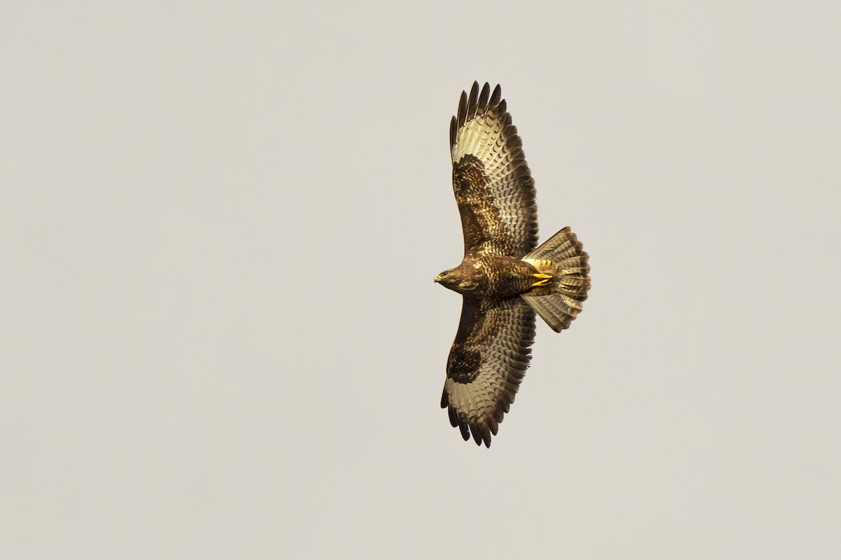 Common Buzzard - ML614934411