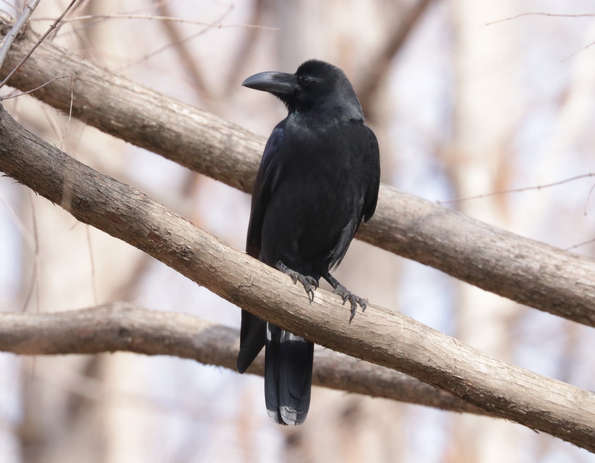 Large-billed Crow - ML614934430