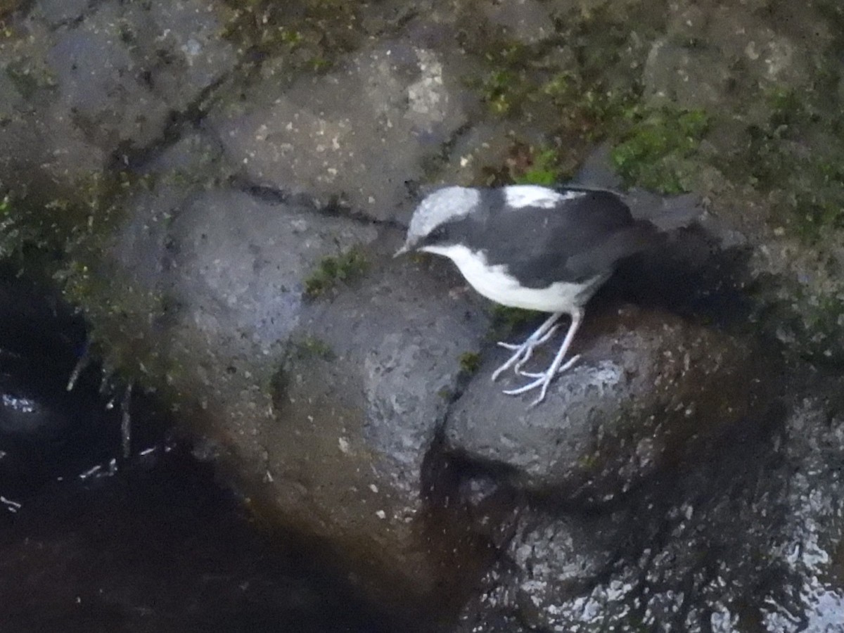 White-capped Dipper (White-bellied) - Buck Lee