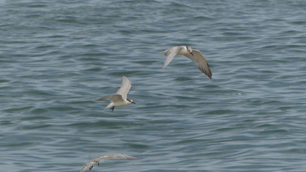 Whiskered Tern - ML614934465