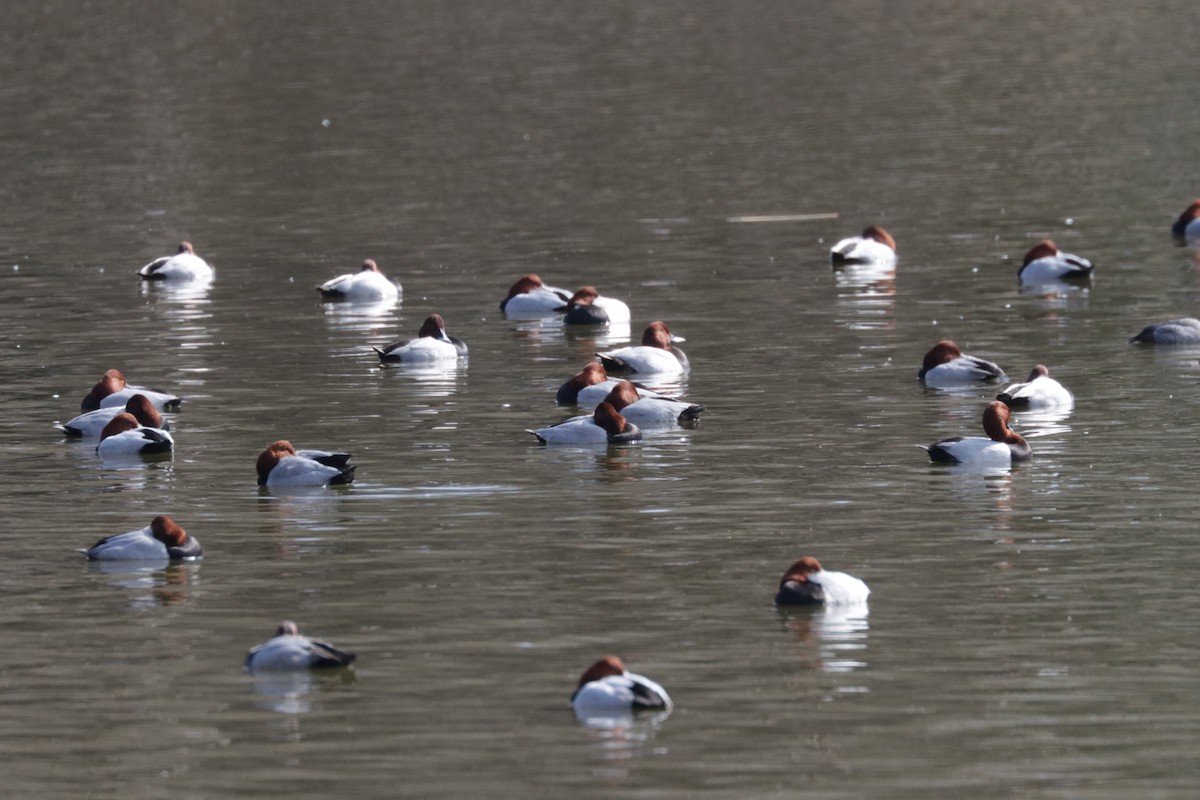 Common Pochard - ML614934476