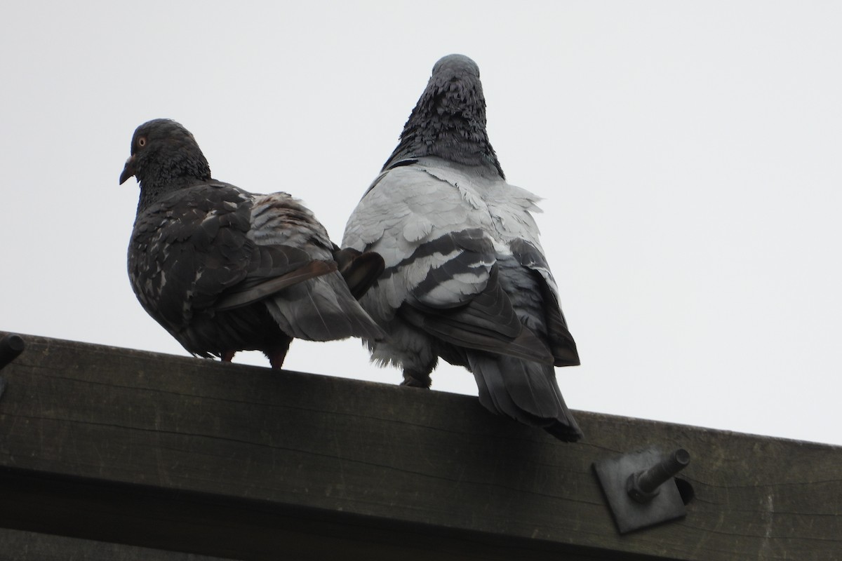 Rock Pigeon (Feral Pigeon) - ML614934508