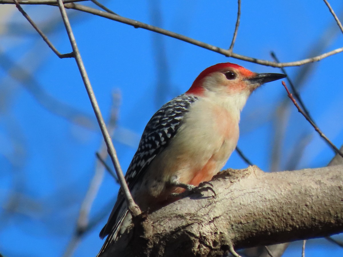 Red-bellied Woodpecker - ML614934533