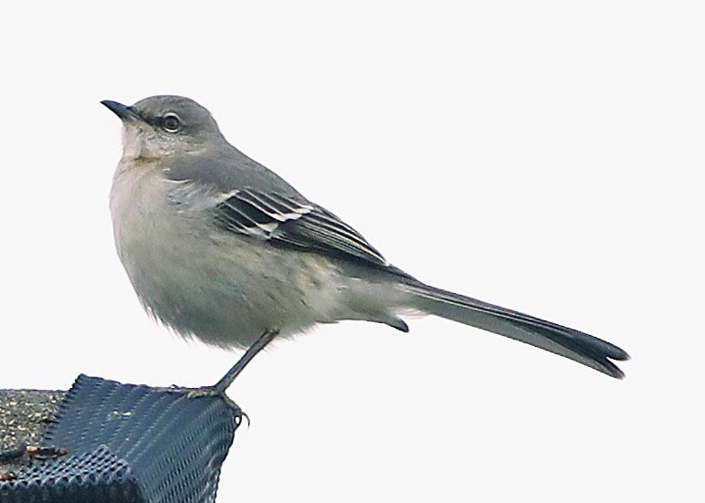 Northern Mockingbird - Sparrow Claw