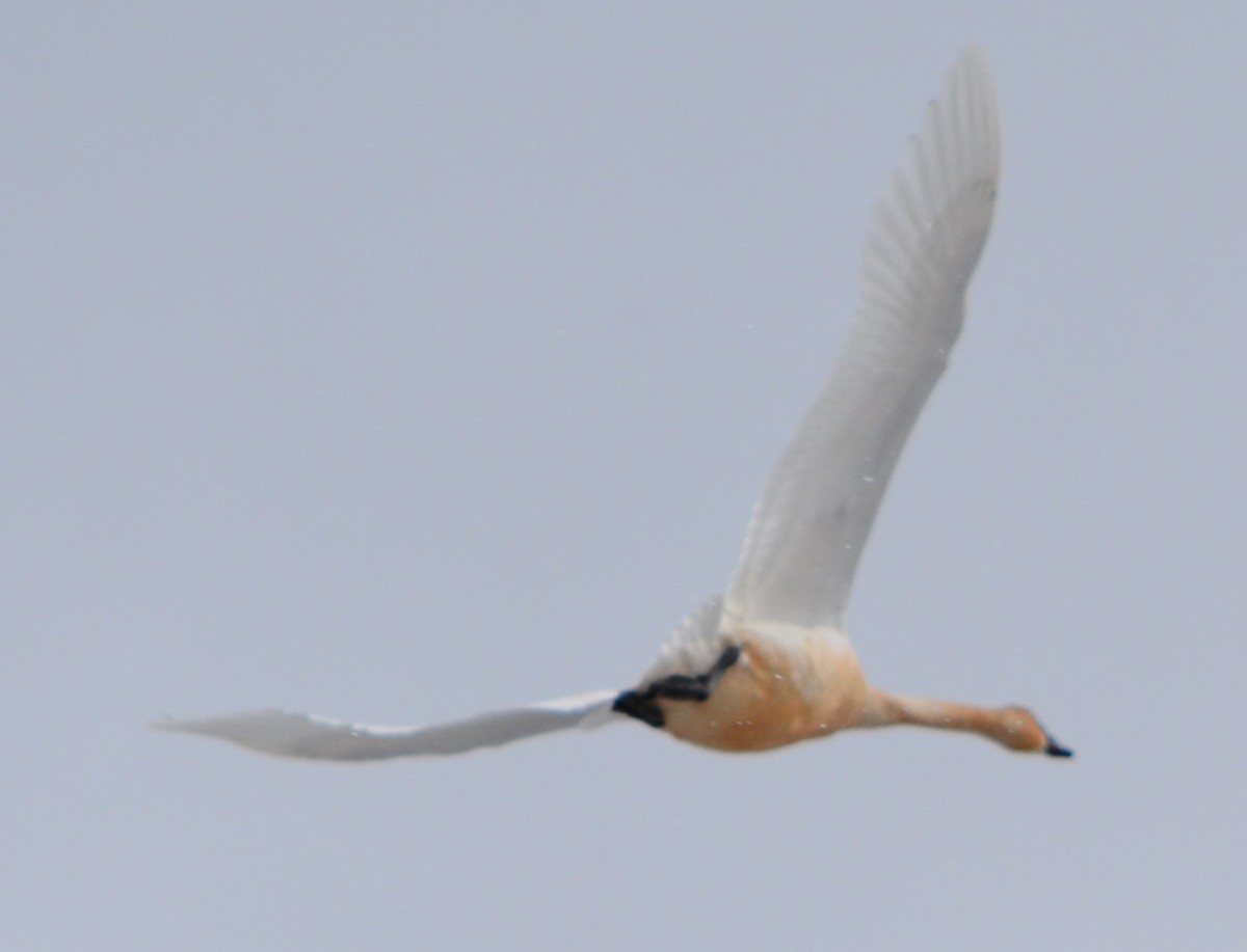 Trumpeter Swan - Paul Messing