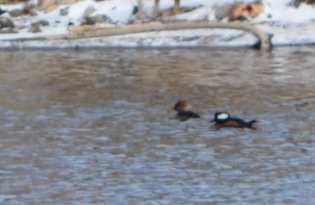 Hooded Merganser - Paul Messing