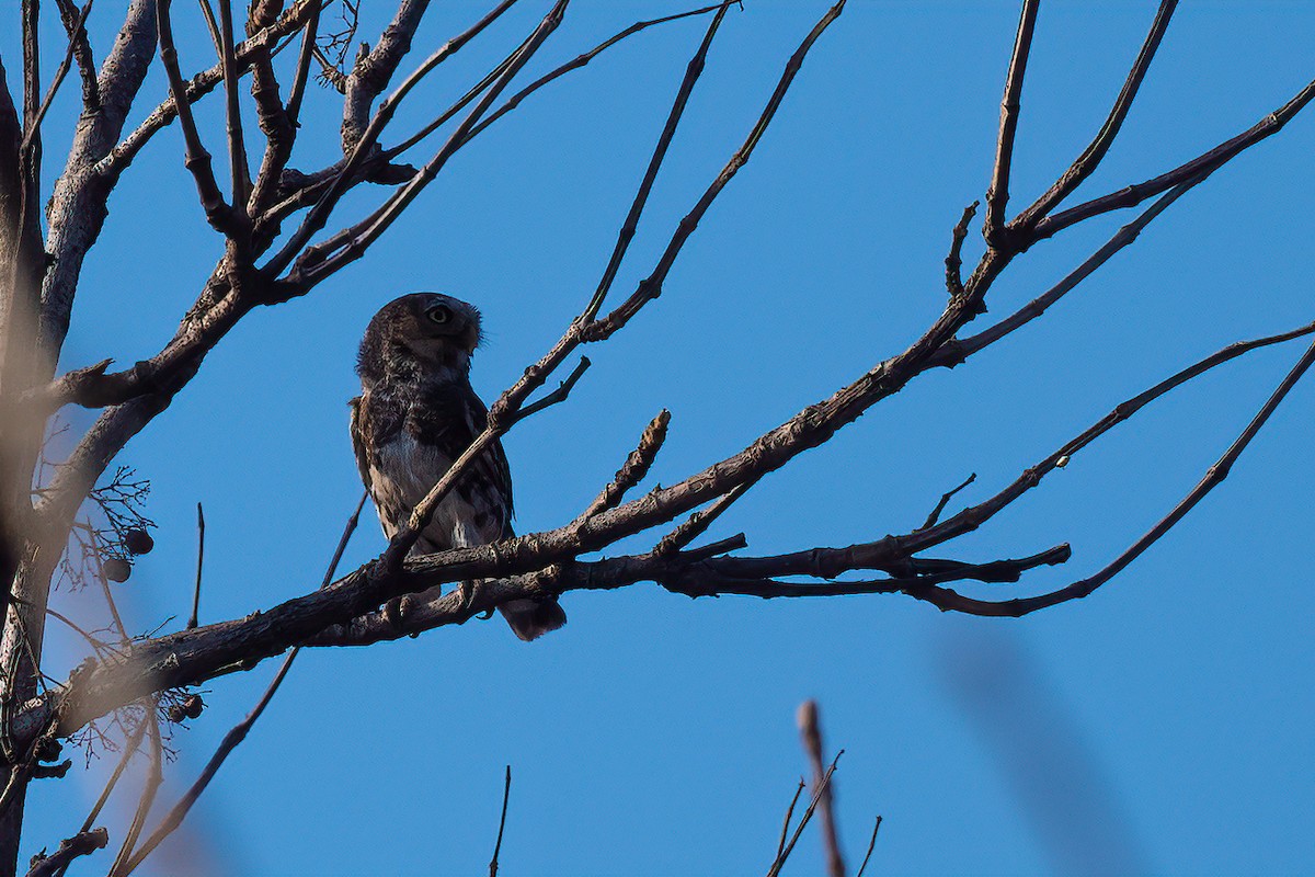 Forest Owlet - ML614934764