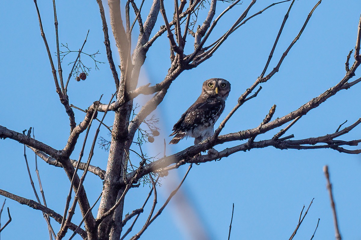 Forest Owlet - Pankaj Maheria