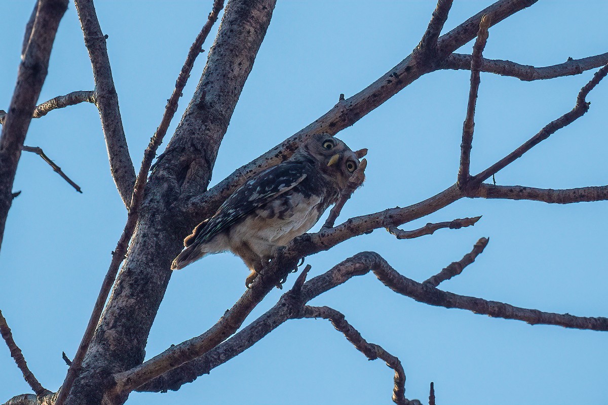 Forest Owlet - Pankaj Maheria