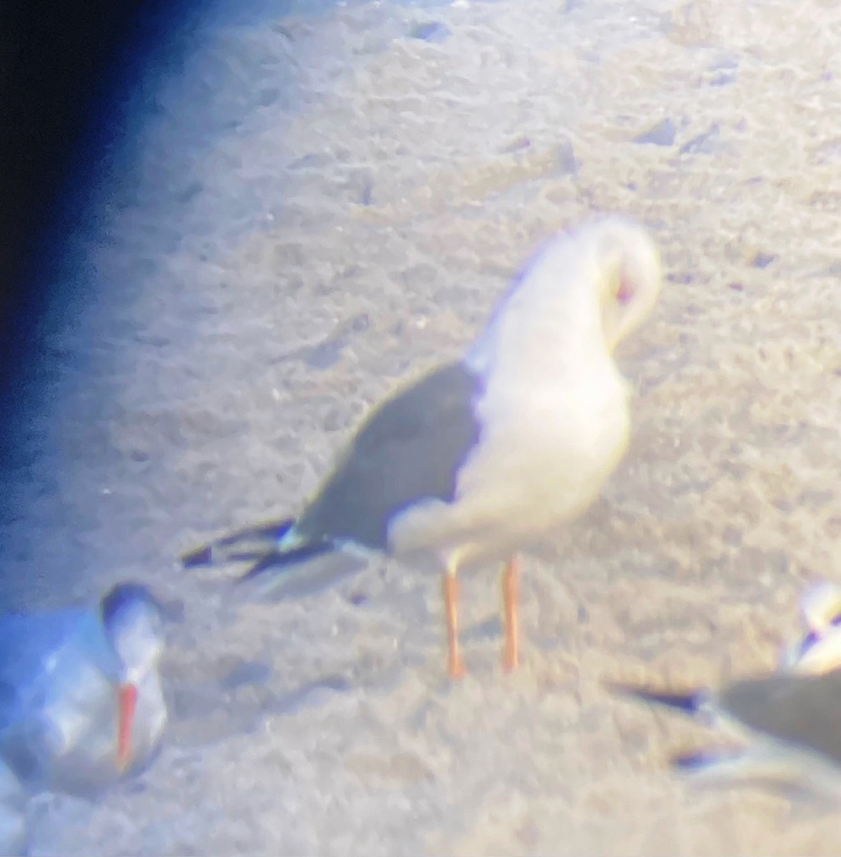 Lesser Black-backed Gull - Ken Blackshaw