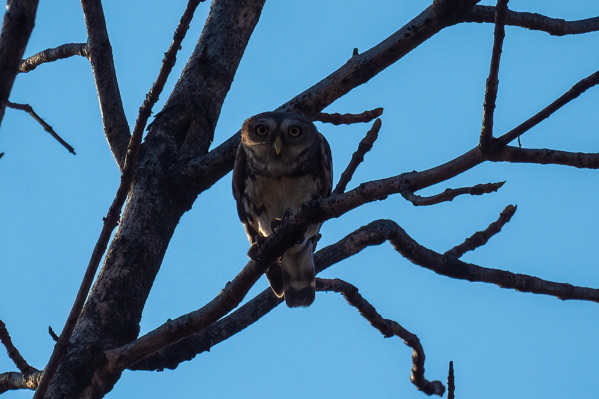 Forest Owlet - Polaris *