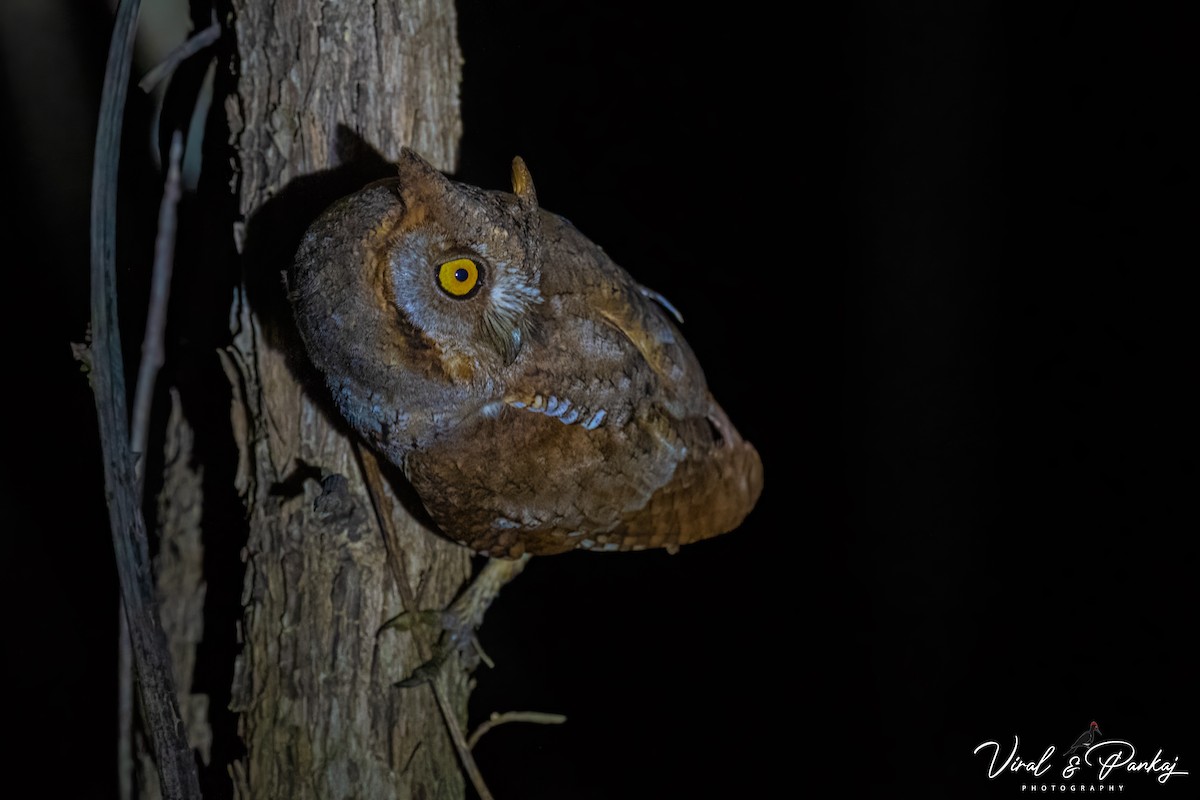 Oriental Scops-Owl - ML614934828