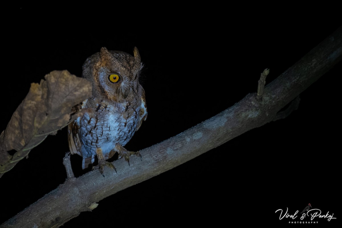 Oriental Scops-Owl - ML614934829