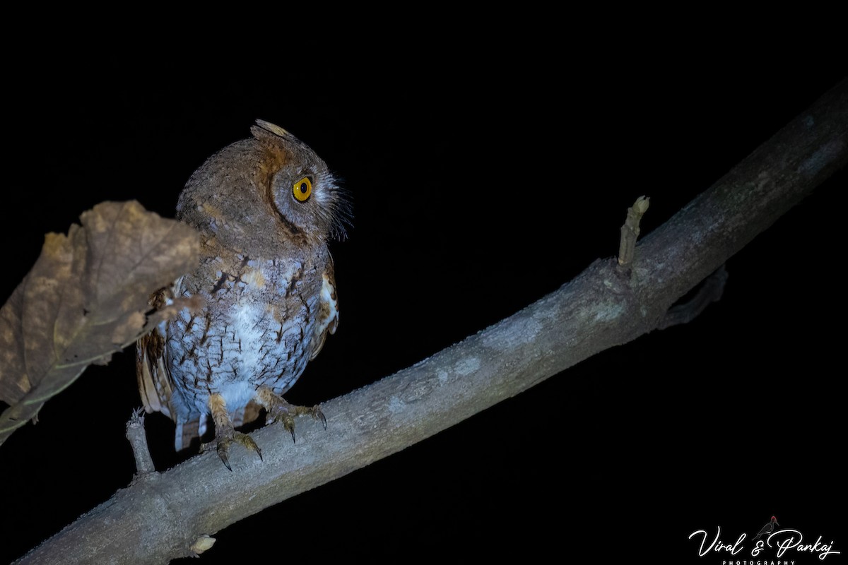 Oriental Scops-Owl - Polaris *