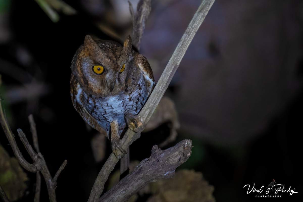 Oriental Scops-Owl - Polaris *