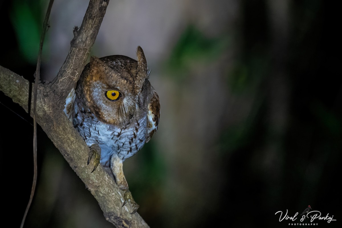 Oriental Scops-Owl - ML614934832