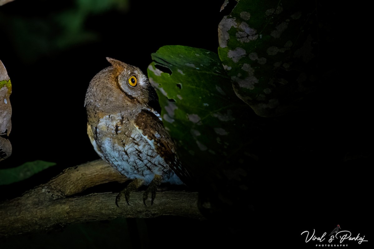 Oriental Scops-Owl - ML614934833