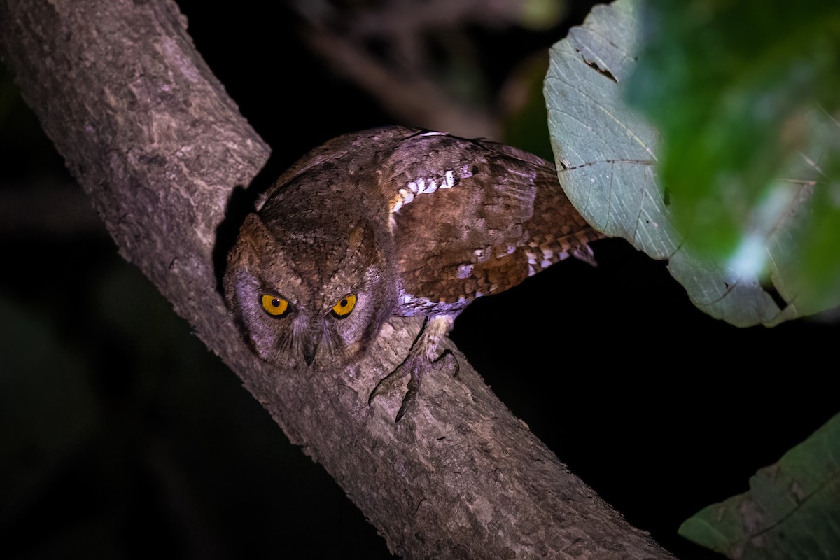 Oriental Scops-Owl - ML614934835