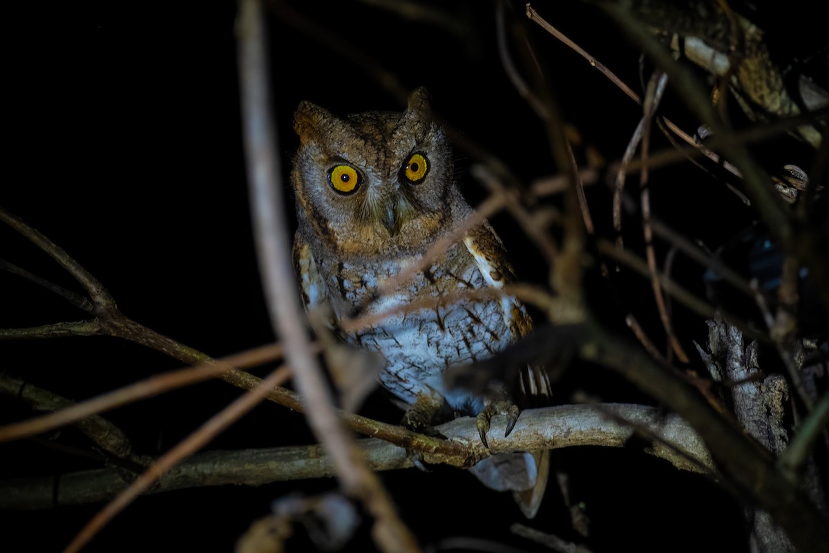 Oriental Scops-Owl - ML614934836