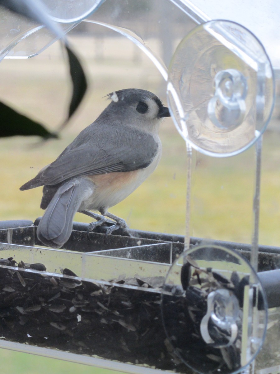 Tufted Titmouse - Janet Mabry