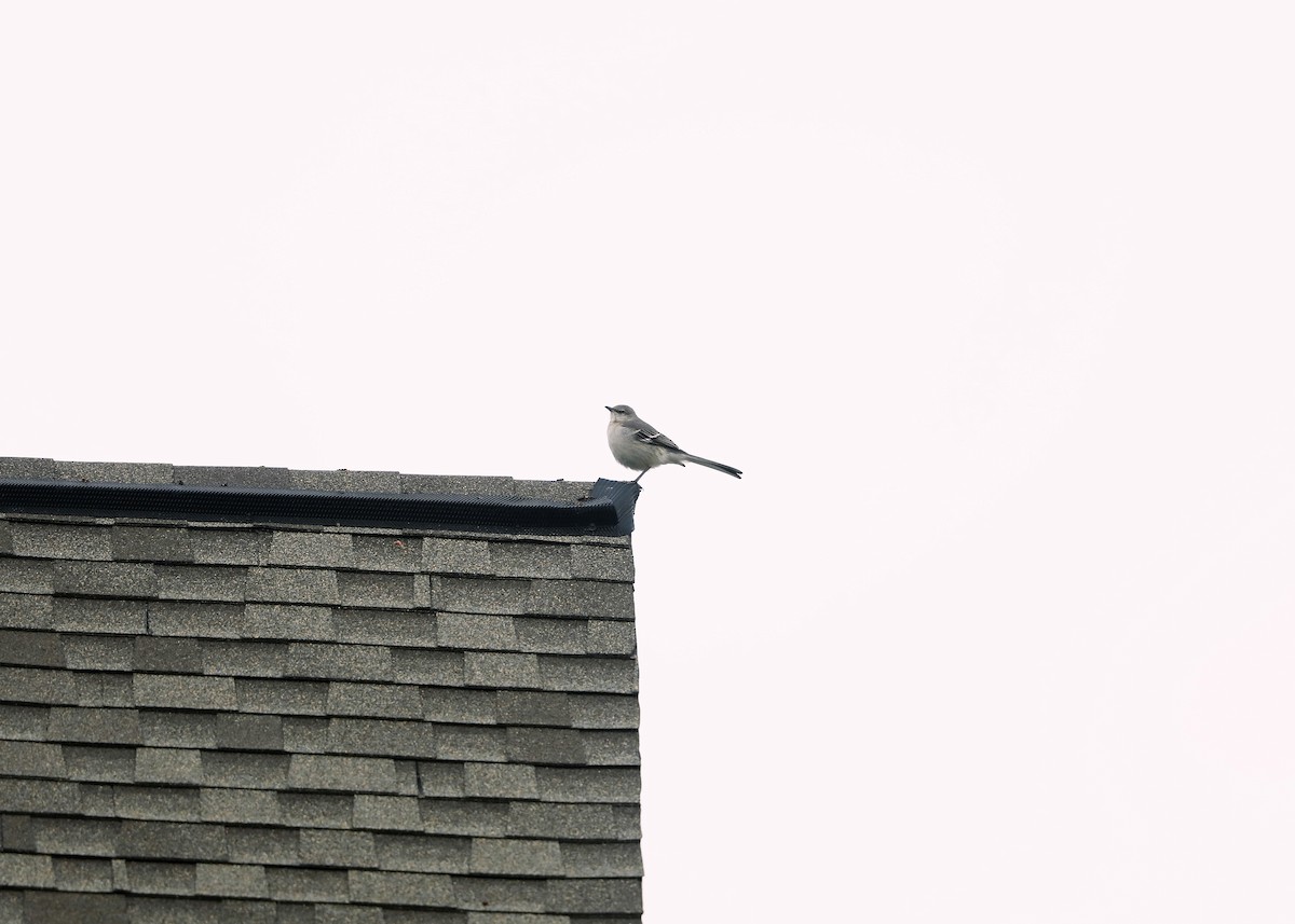 Northern Mockingbird - ML614934877