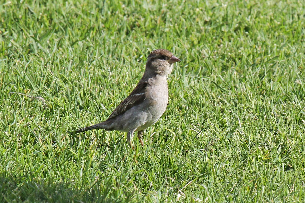 Moineau domestique - ML614934905