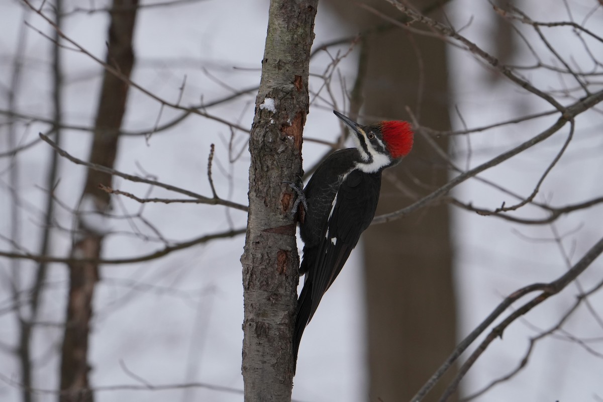 Pileated Woodpecker - Will Cihula