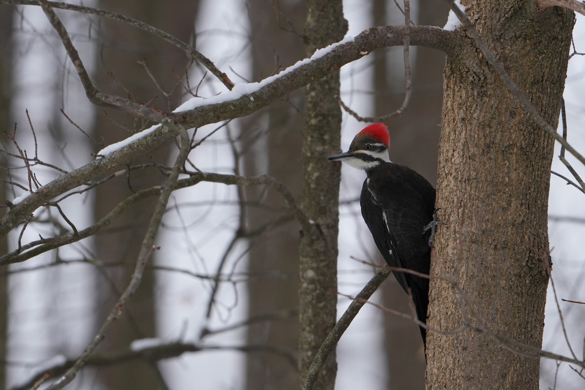 Pileated Woodpecker - Will Cihula