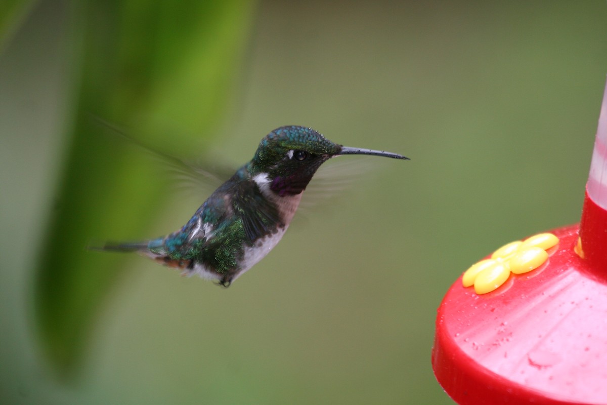 White-bellied Woodstar - ML614935001