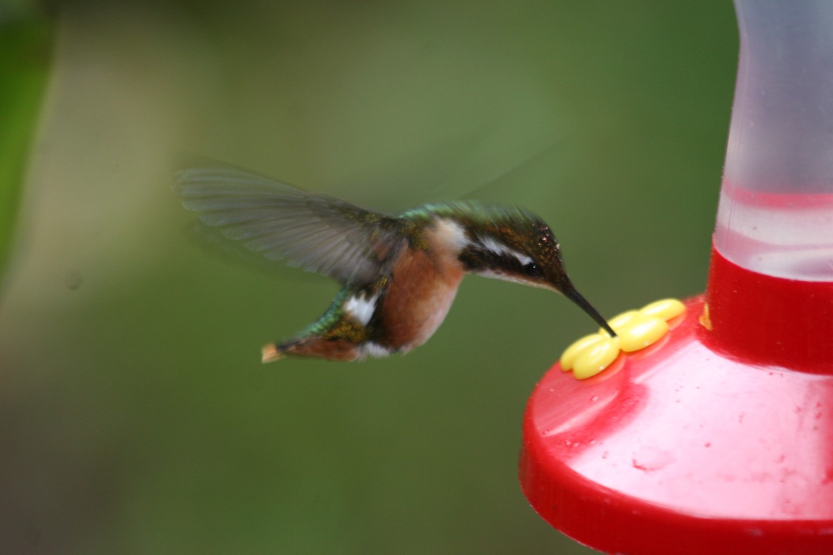 White-bellied Woodstar - ML614935023