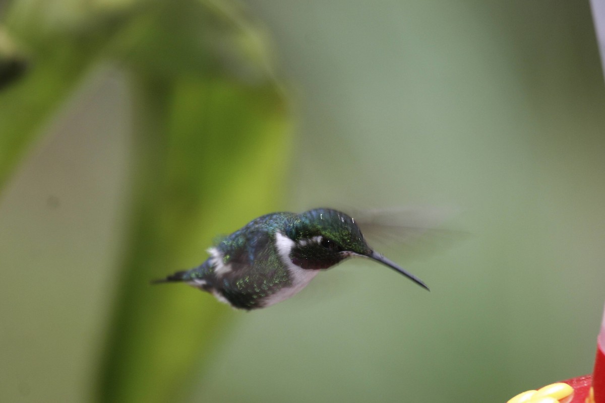 White-bellied Woodstar - ML614935030