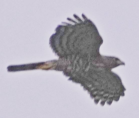 Accipiter sp. - Reginald  Valdar