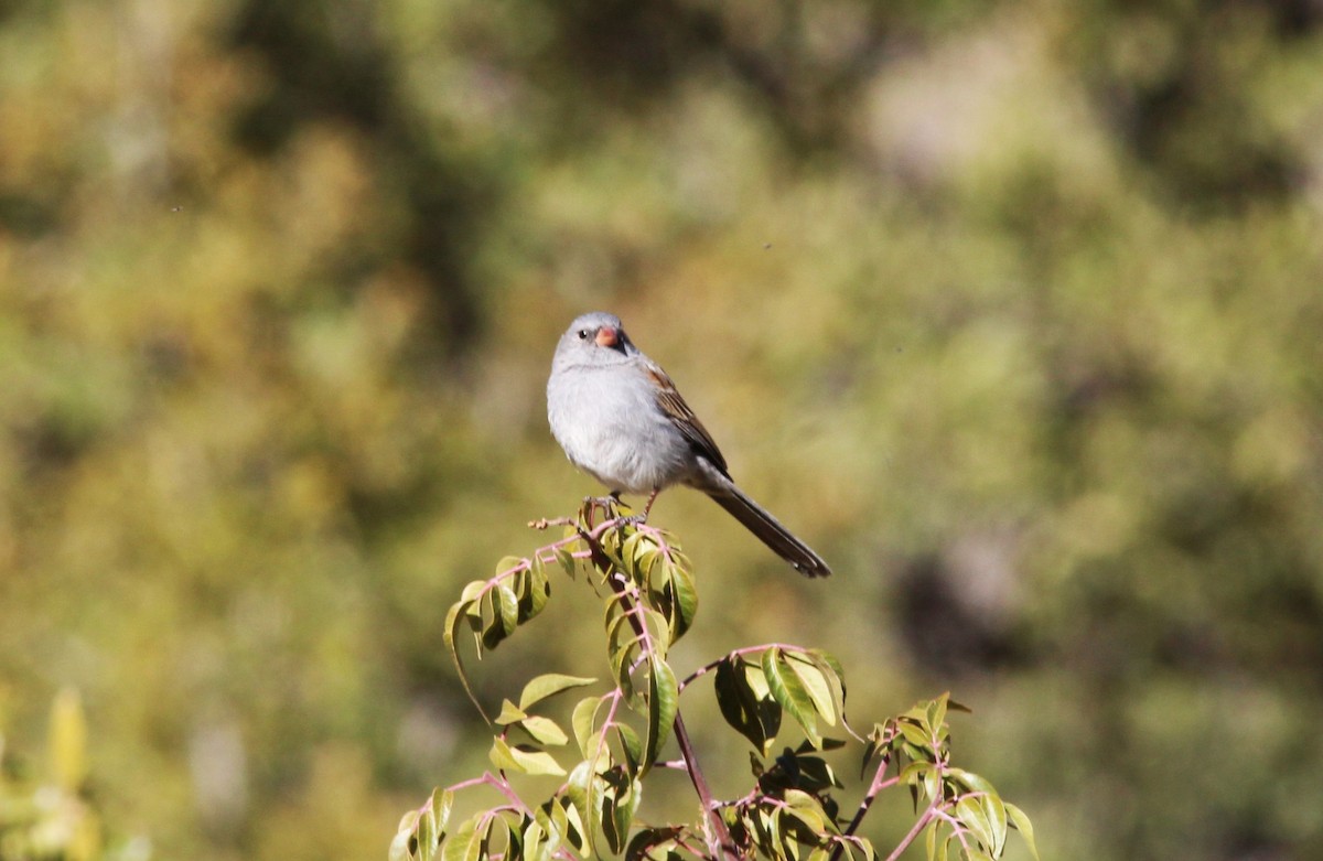 Black-chinned Sparrow - ML614935059