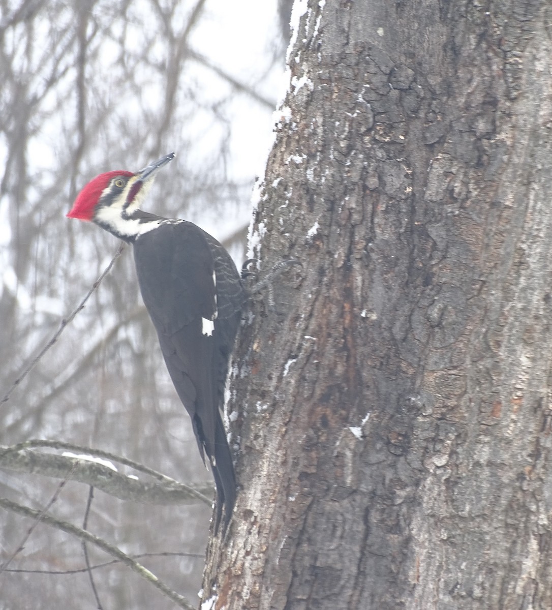 Pileated Woodpecker - ML614935215