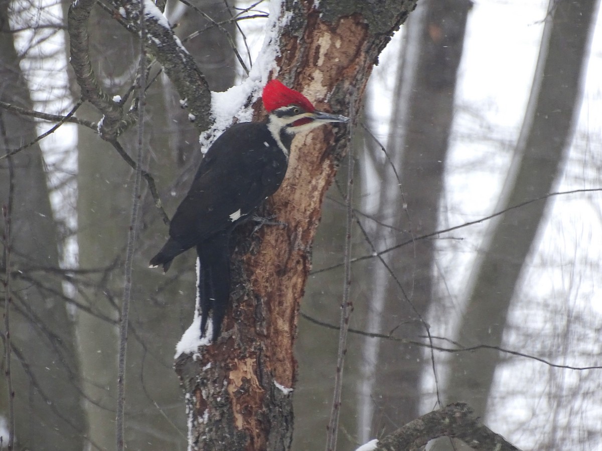 Pileated Woodpecker - ML614935216