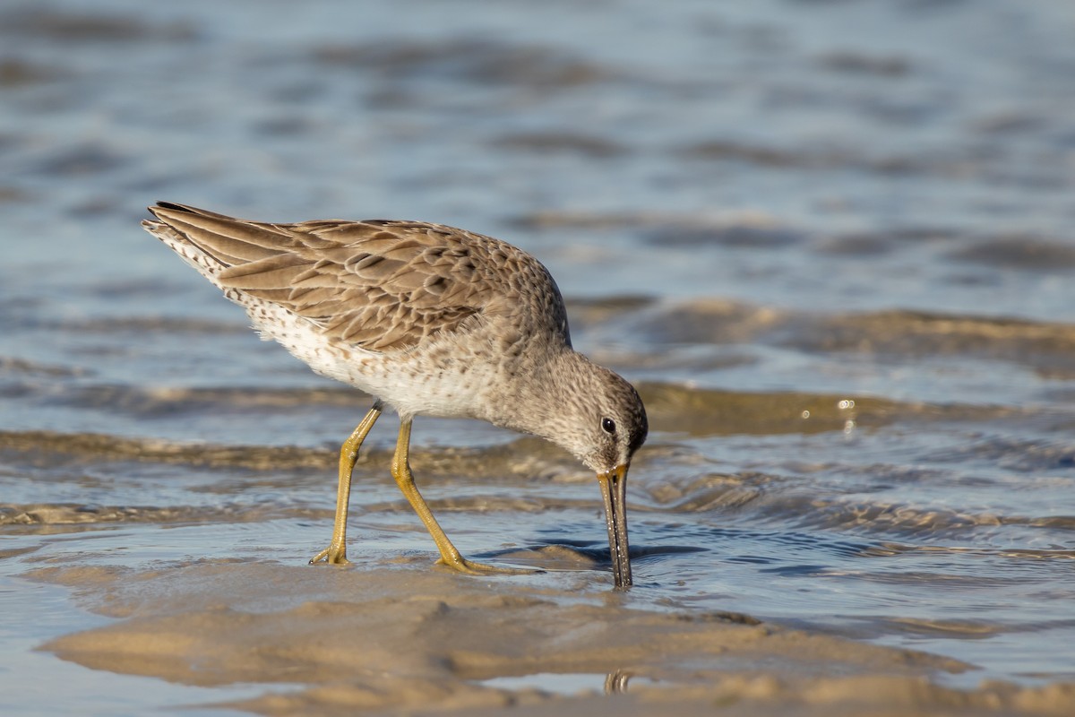 Short-billed Dowitcher - ML614935241