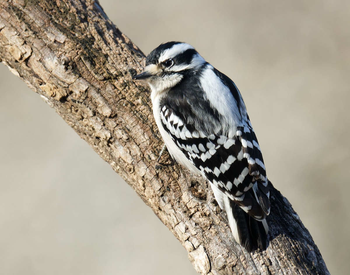 Downy Woodpecker - ML614935361