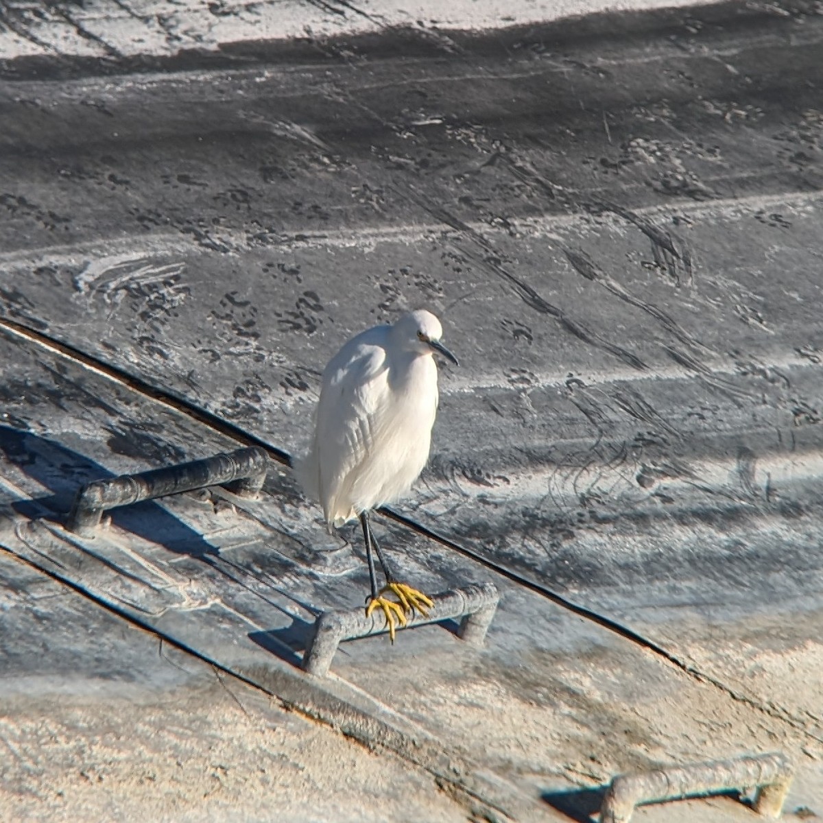 Snowy Egret - ML614935444