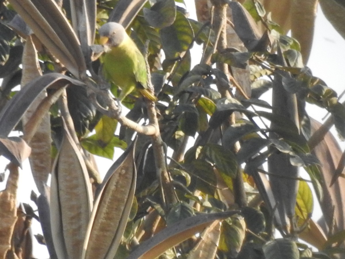 Plum-headed Parakeet - PRIYA  AV