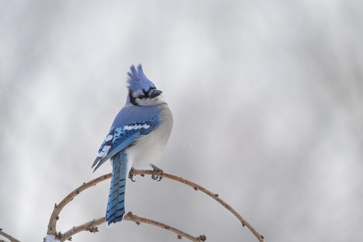 Blue Jay - Deborah Bifulco