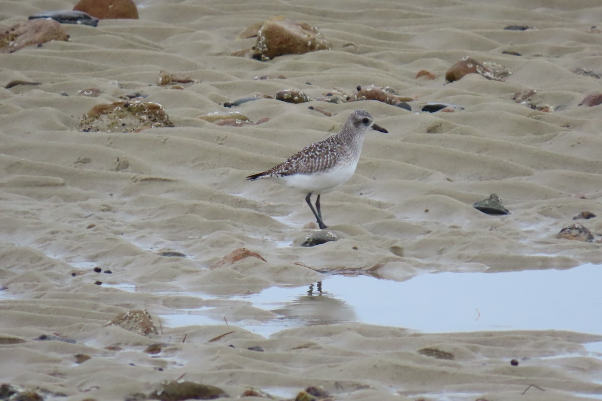 Black-bellied Plover - ML614935589