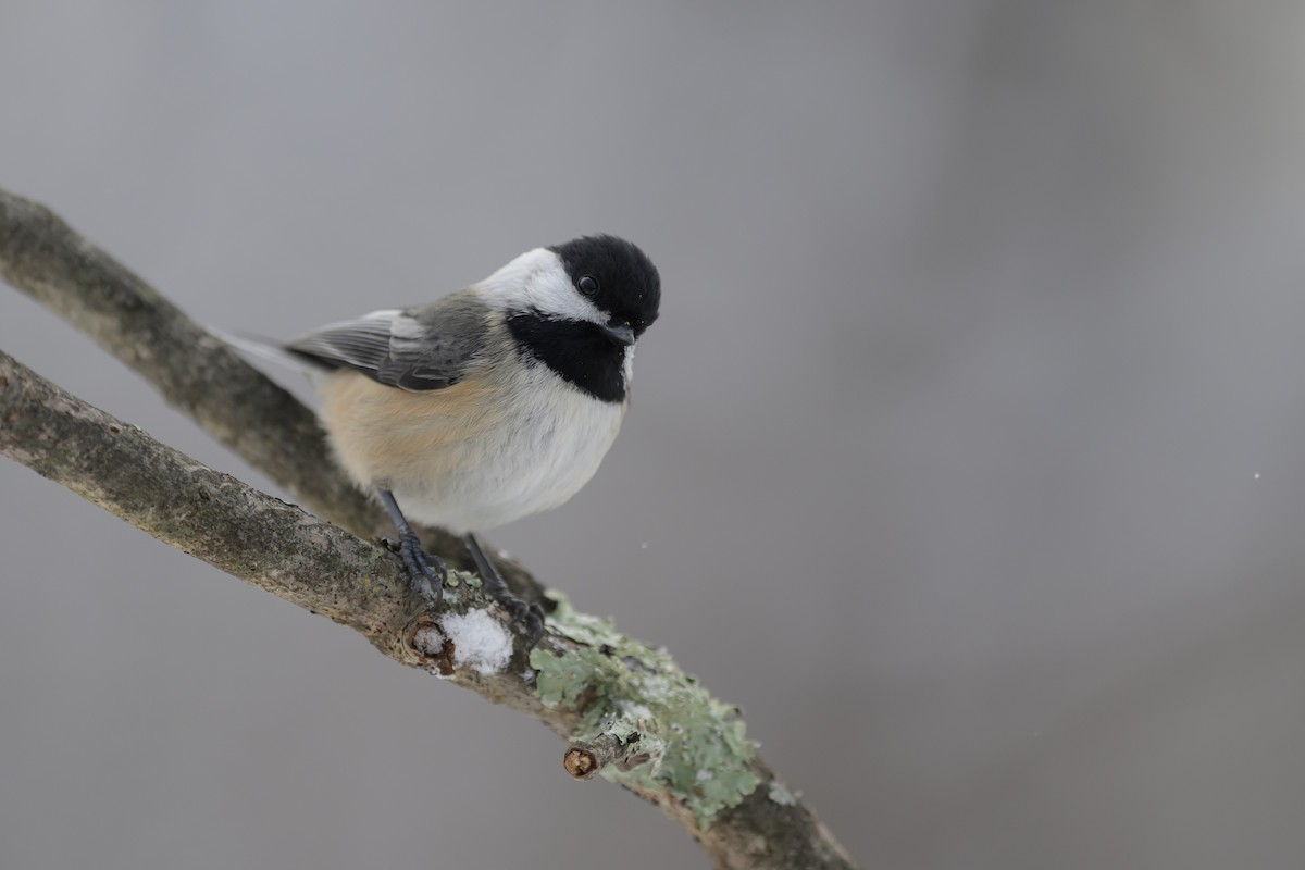 Black-capped Chickadee - Deborah Bifulco